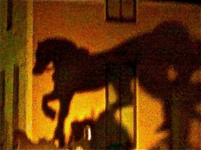 shadow horse